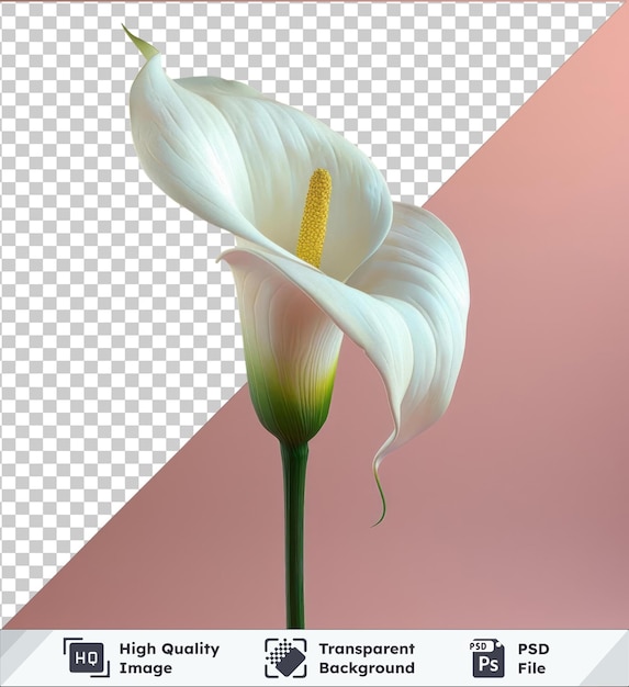 PSD image psd premium transparente calla lily png et image psd avec une fleur blanche avec une tige et un pétale verts