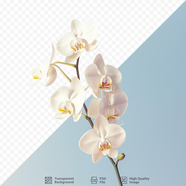 PSD imagem de efeito vintage de uma orquídea branca contra um fundo transparente com foco seletivo e profundidade de campo rasa