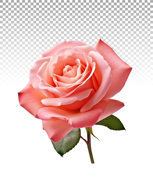 Imagem de rosa rosa isolada em png