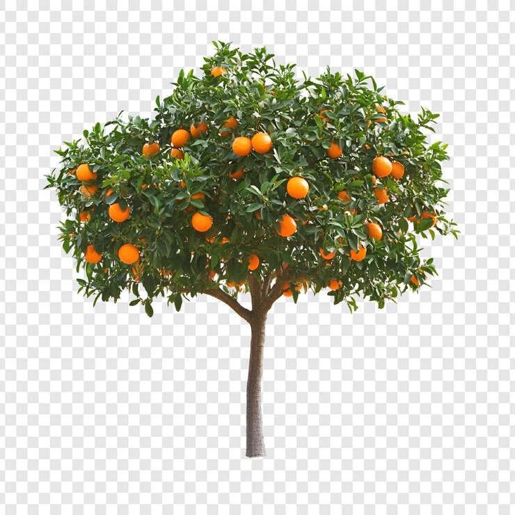 PSD imagem de uma árvore frutífera laranja vibrante