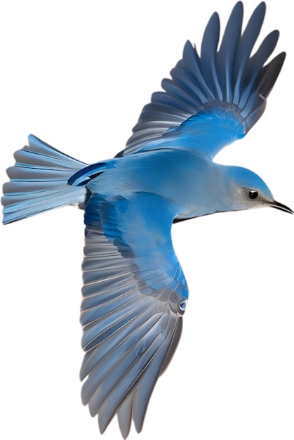 Imagem em close-up de um mountain bluebird.