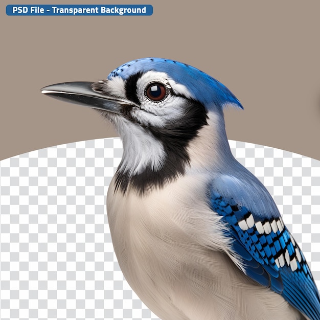 PSD imagem em close-up de um pássaro jay azul metade do corpo vista