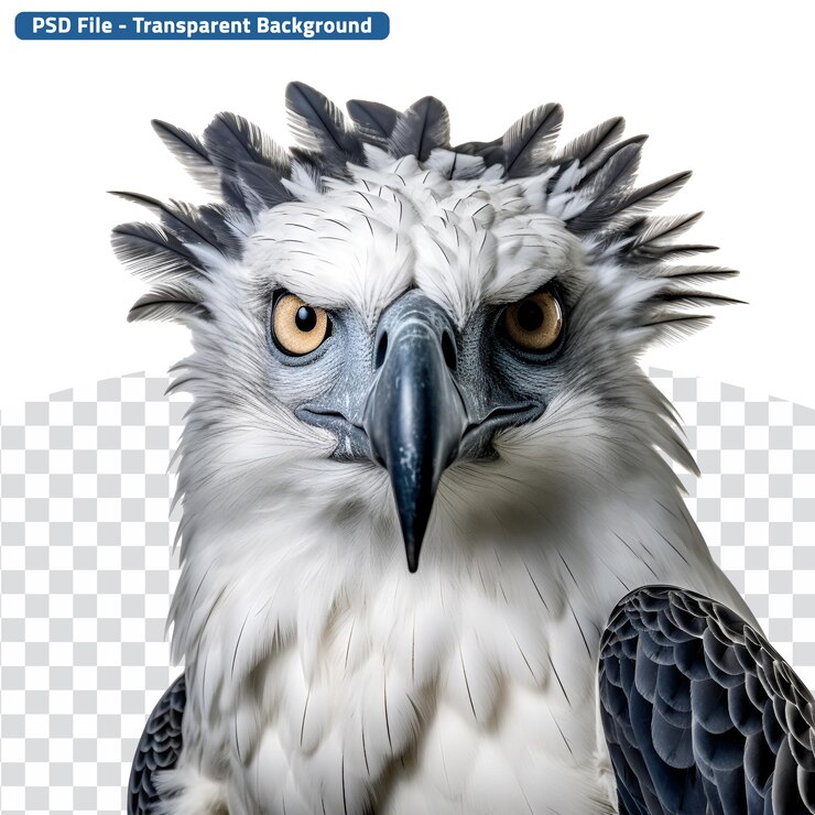 PSD imagem em close-up de uma águia harpia na selva capturando uma postura selvagem de meio corpo