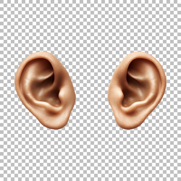 PSD imagem transparente ou png do órgão das orelhas humanas