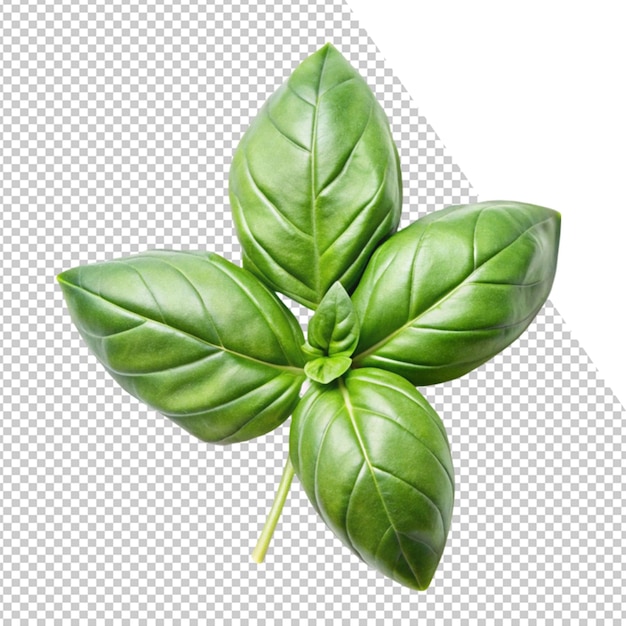 una imagen de una albahaca verde con la palabra albahaca en ella