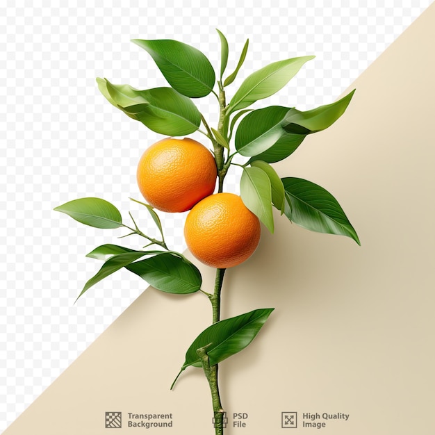 PSD una imagen de un árbol con naranjas en él