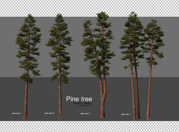 una imagen de árboles de pino con una página que dice árbol de pino