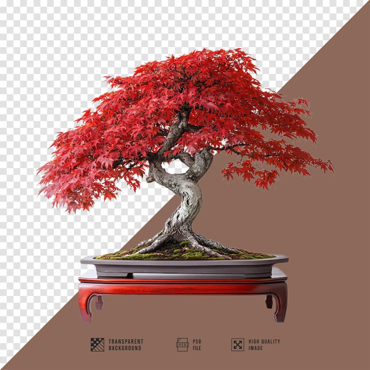 PSD imagen de bonsai de arce rojo sin fondo en calidad hd
