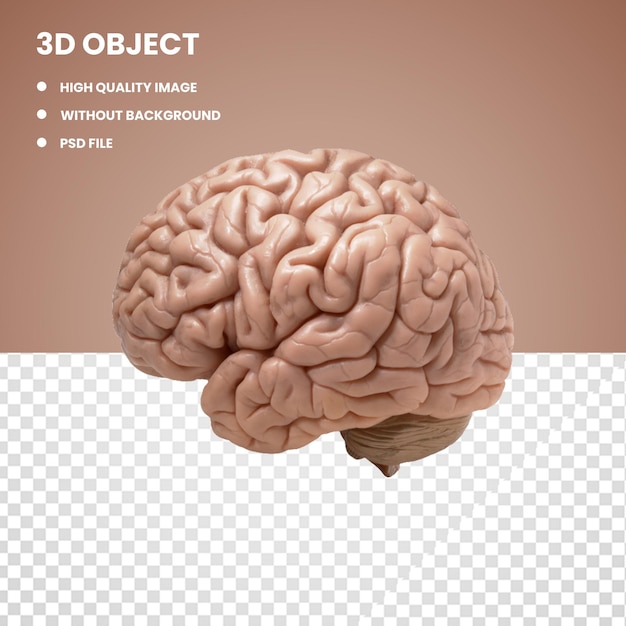 PSD una imagen de un cerebro con el título de objeto 3d en él