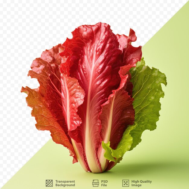 PSD una imagen de una col roja con la palabra vegetal en ella.