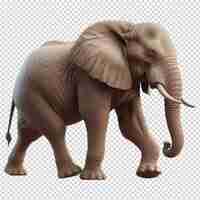 PSD una imagen de un elefante con un parche marrón en la espalda