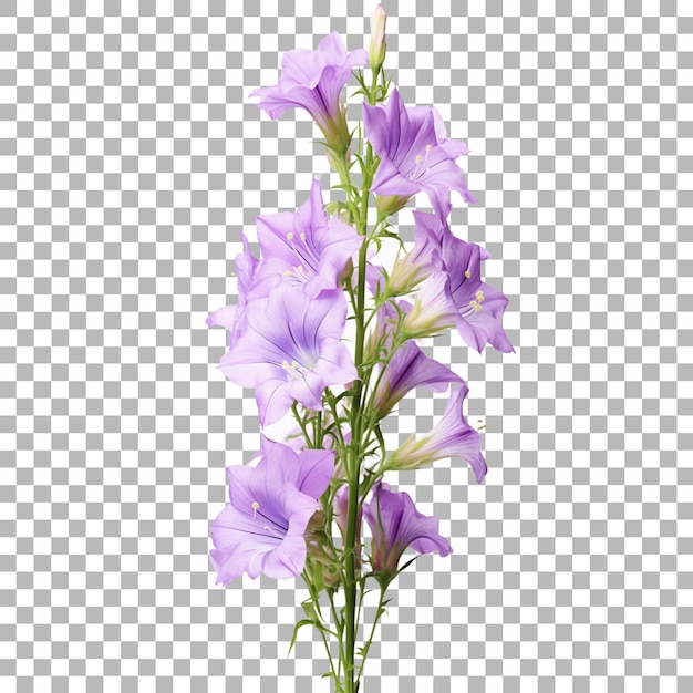 PSD una imagen de una flor y una cuadrícula con una cuadrícula que dice flor silvestre