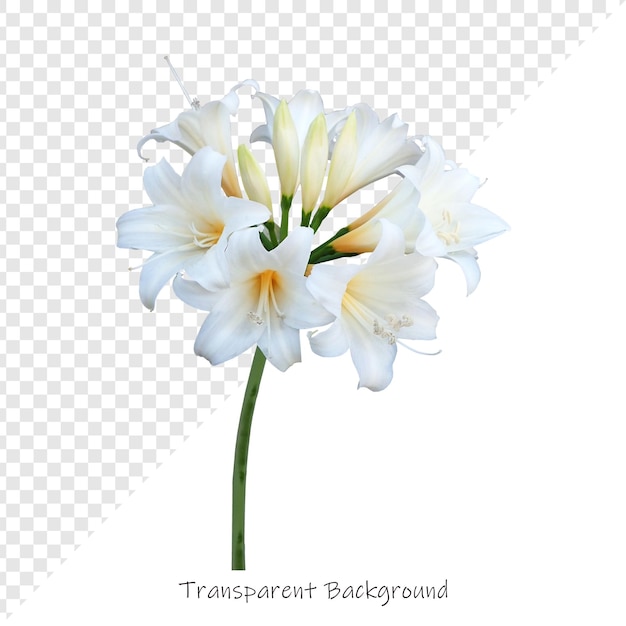 una imagen de una flor con las palabras transparente en ella