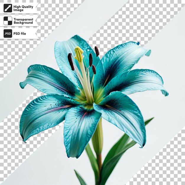 Una imagen de una flor que dice lirio azul