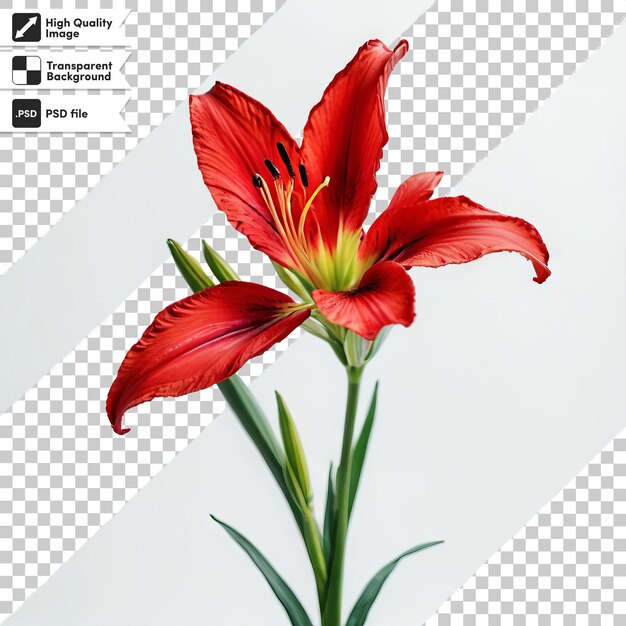 PSD una imagen de una flor roja con una foto de una flor