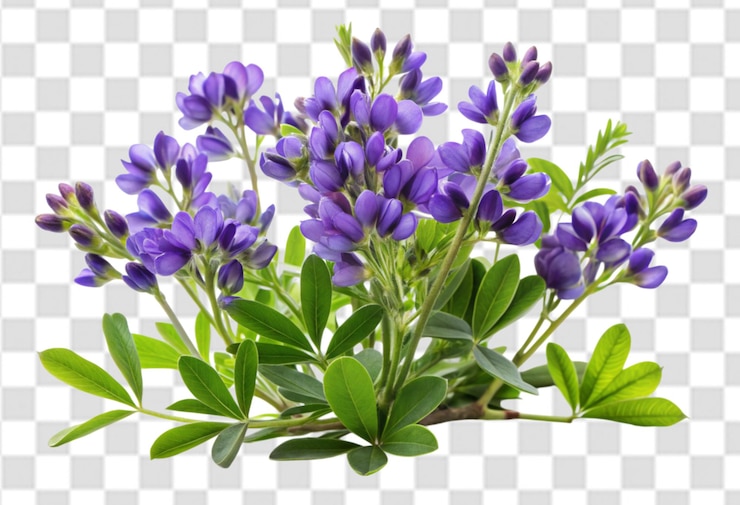 PSD una imagen de flores púrpuras con un fondo blanco