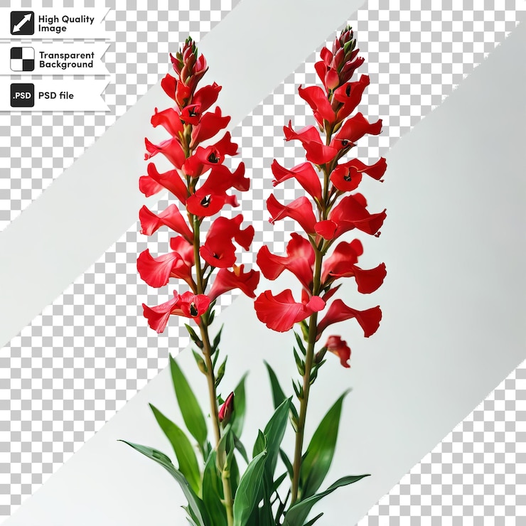 PSD una imagen de flores rojas con el título geranio en él