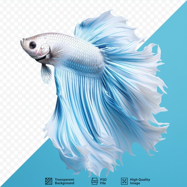 PSD imagen de fondo transparente aislada del pez betta