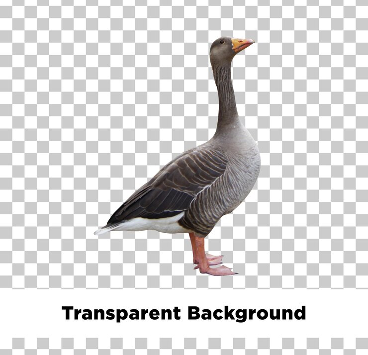 PSD una imagen de un ganso con un fondo que dice transparente