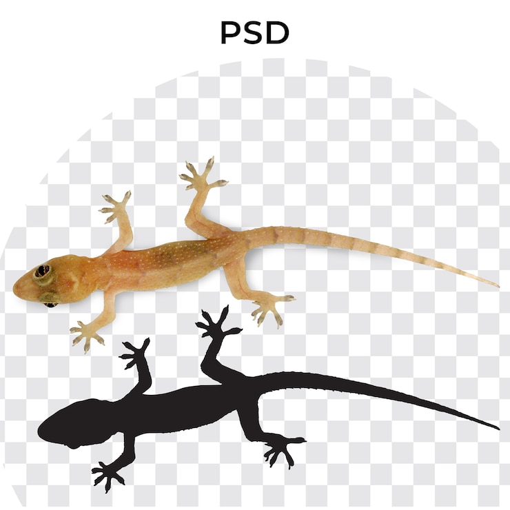 PSD una imagen de un lagarto con la palabra psd en él