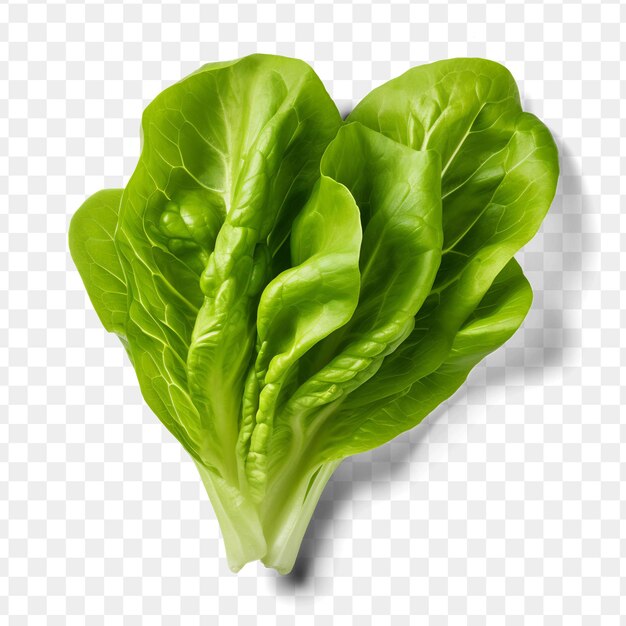 Una imagen de una lechuga en un fondo transparente