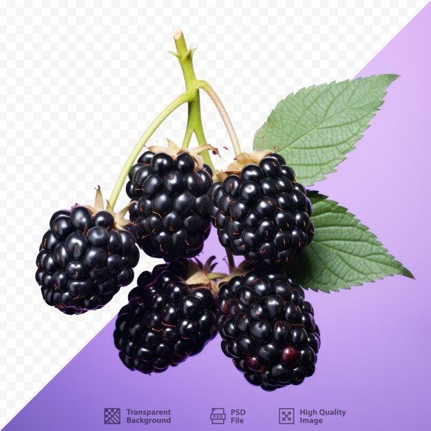 Una imagen de moras con las palabras 