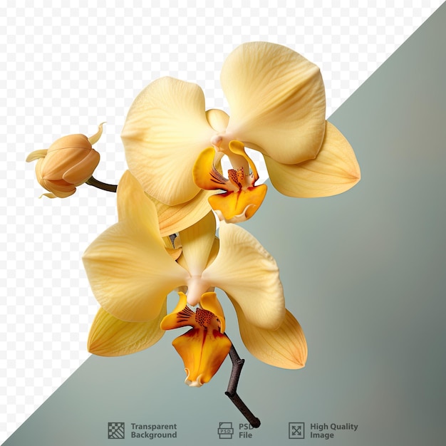 PSD una imagen de una orquídea amarilla con una imagen de una flor.