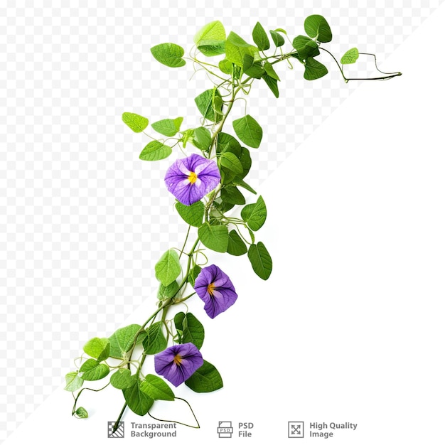 PSD una imagen de una planta con flores de color púrpura sobre un fondo transparente.