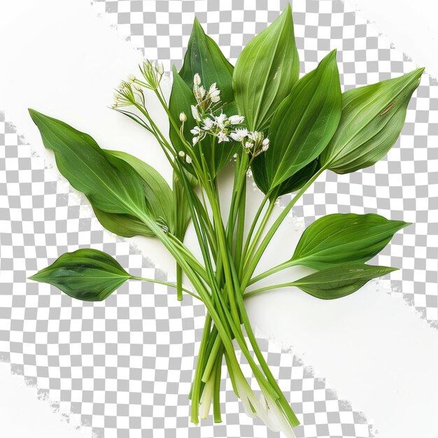 PSD una imagen de una planta con flores en un fondo a cuadros