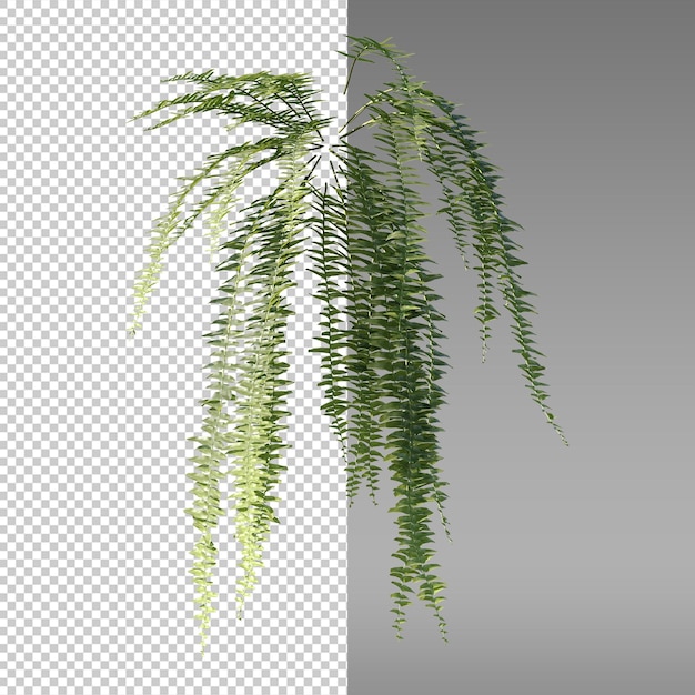 una imagen de una planta con una hoja verde
