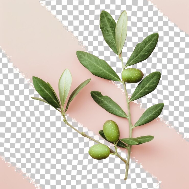 PSD una imagen de una planta con hojas verdes y una imagen de aceitunas en un fondo a cuadros