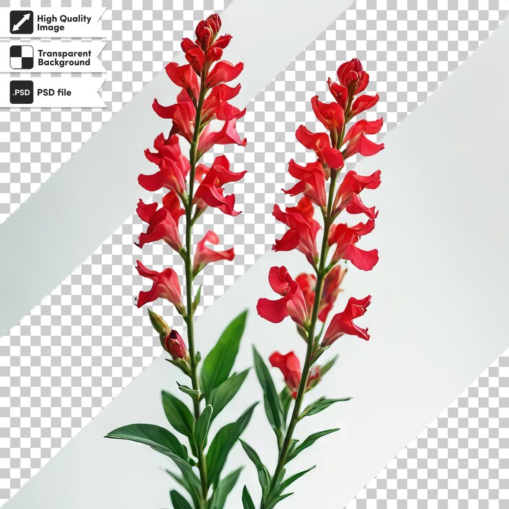 PSD una imagen de una planta con el título geranio en él