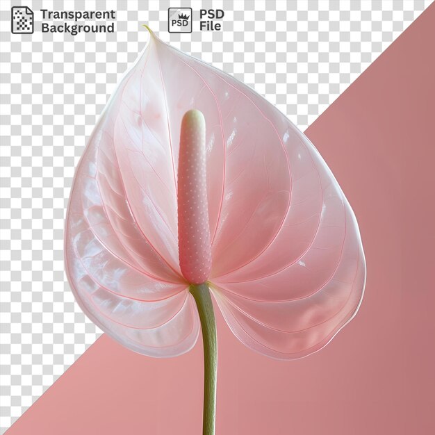 Imagen psd flor de anturio aislada sobre un fondo rosado