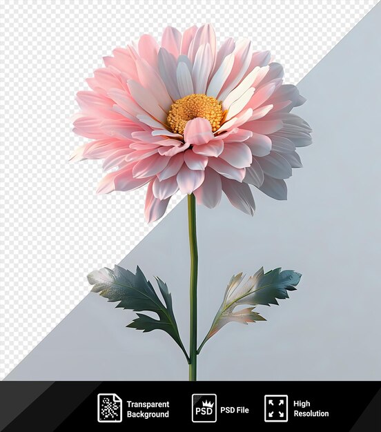 PSD imagen psd margarita rosa manzanilla png clipart con una flor blanca y rosa con un tallo y hoja verde en contra de un cielo gris y blanco png psd