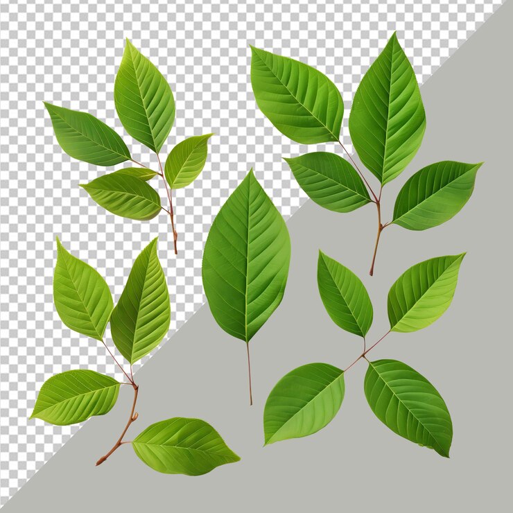 Imagen PSD de una planta verde con las hojas en iT con fondo transparente