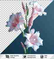 PSD imagen de psd premium transparente flor de gladiolus png y imagen de psd con una hoja verde en primer plano