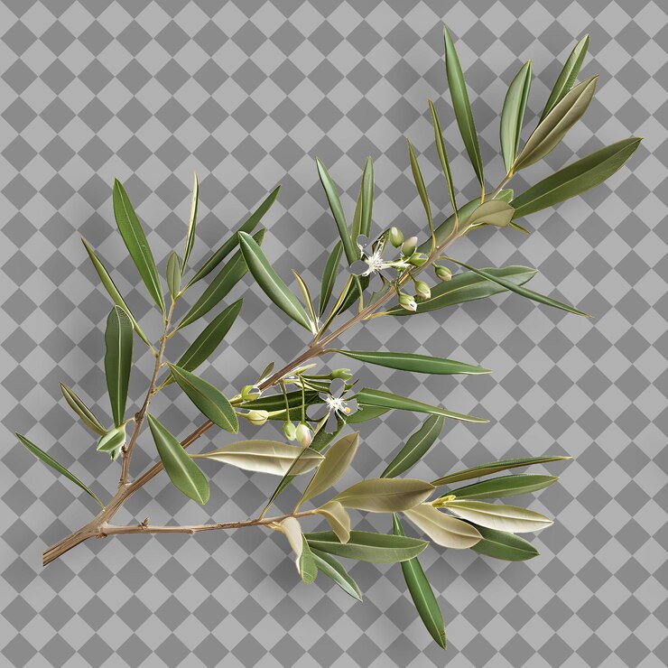PSD una imagen de una rama de un árbol con las palabras aceitunas en él