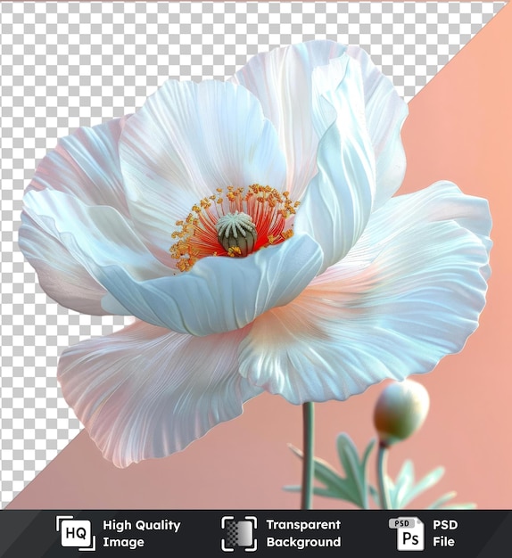 PSD imagen transparente en formato psd de la flor de amapola de islandia sobre un fondo rosado