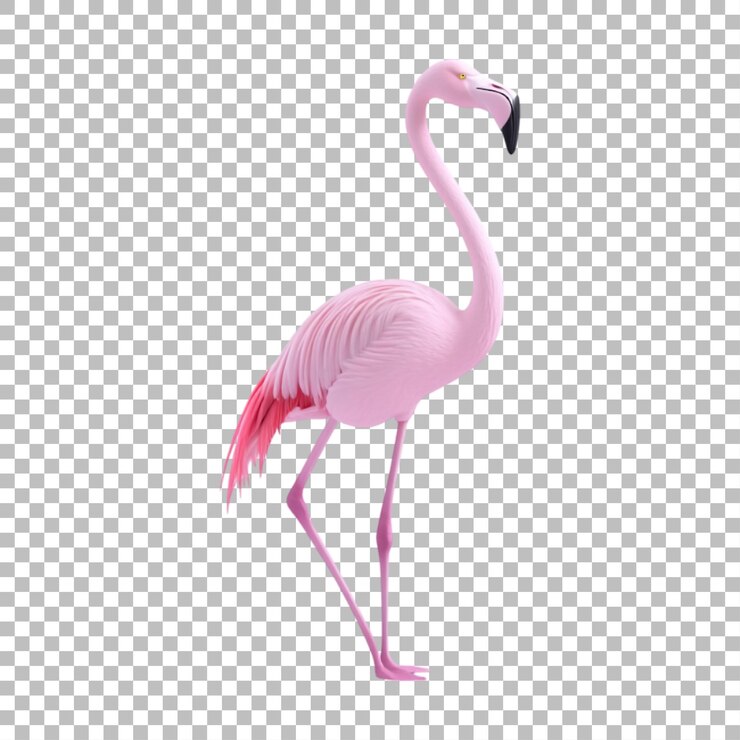 PSD imagen transparente o png de un flamenco rosado