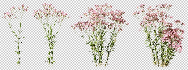 Imágenes Prediseñadas de flores para diseño de paisaje fondo aislado renderizado 3d