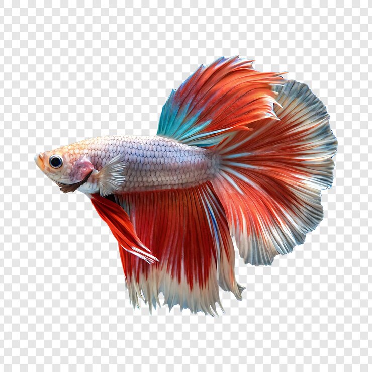 PSD imagens impressionantes de peixes siameses lutando isolados em um fundo transparente