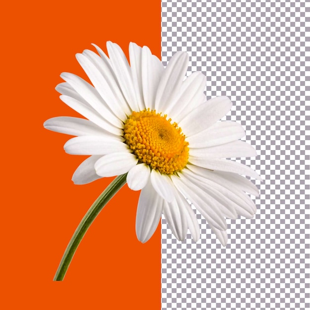 Images PNG de haute qualité pour les projets créatifs
