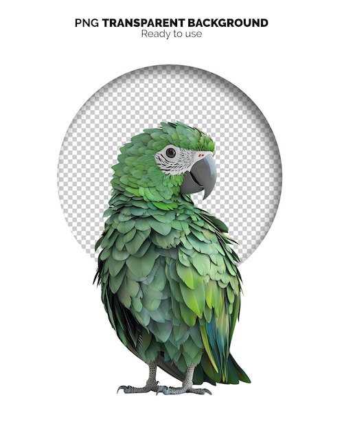 Des images PNG de perroquets colorés pour les médias sociaux.