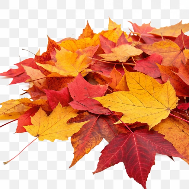 Immagine ad alta risoluzione di un mucchio di foglie d'autunno con sfondo trasparente