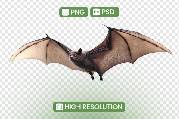 Immagine di pipistrello ad alta risoluzione Uno sguardo dettagliato alla struttura dell'ala di volo dei mammiferi e alla fauna notturna con immagini straordinarie di un pipistrello in volo