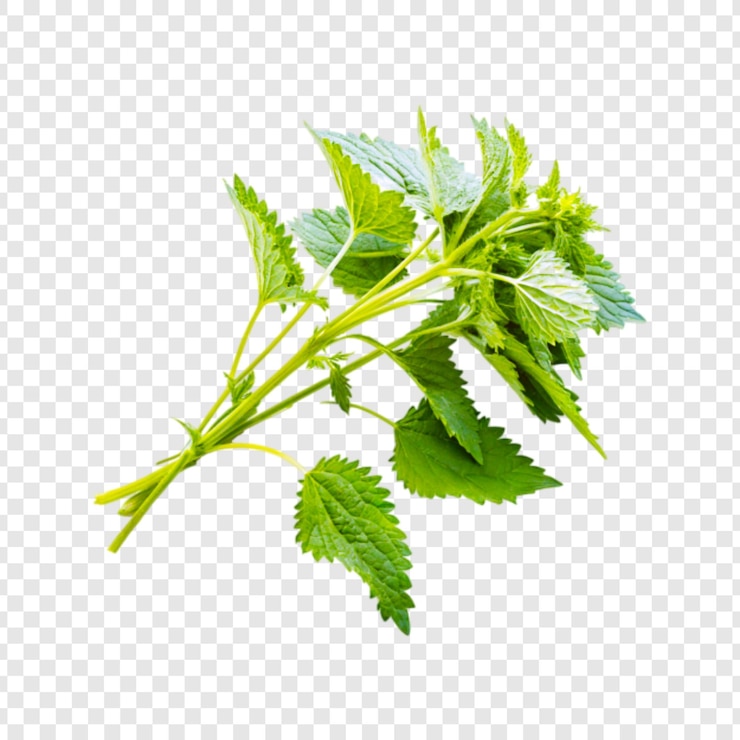 PSD immagine png con sfondo trasparente
