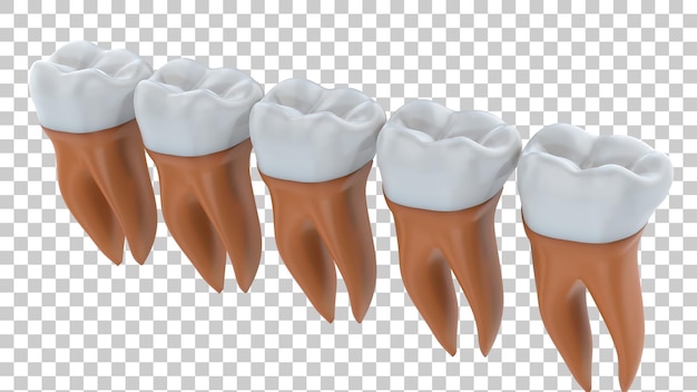 Implantat-Zahn isoliert auf durchsichtigem Hintergrund 3D-Rendering-Illustration
