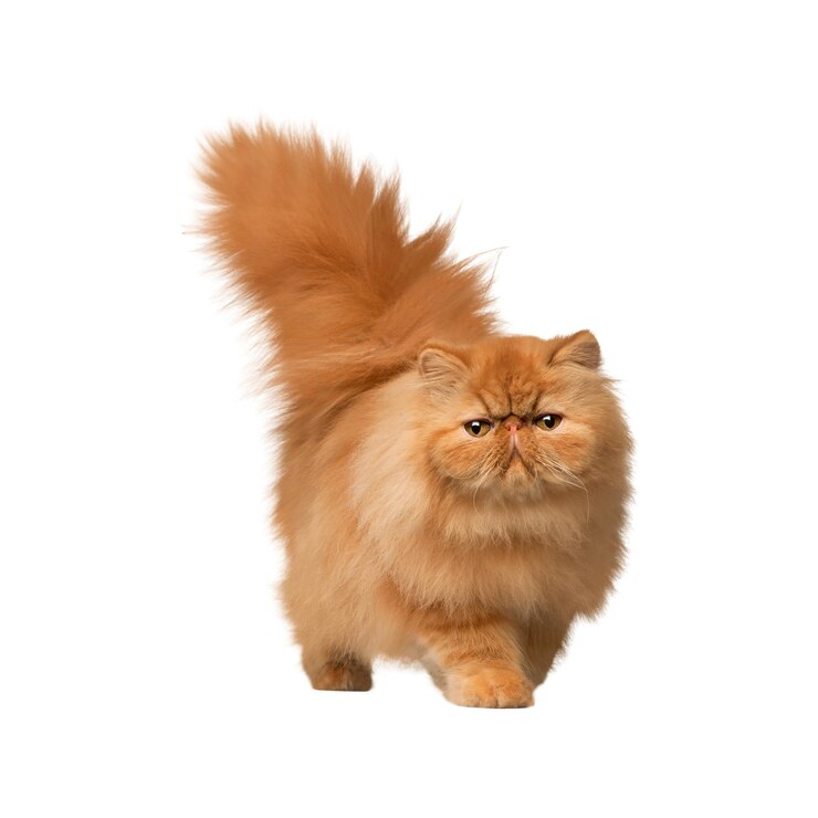 Un impresionante gato persa rojo de pelo largo posando para la cámara sobre un fondo blanco
