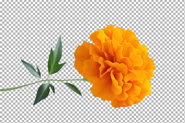 Impresionantes flores de margarita naranja vibrante para iluminar cualquier jardín con aislado en fondo transparente