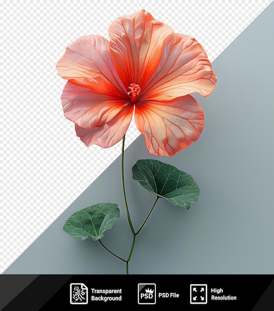 Impresionantes imágenes de flores de nasturtium png y psd con una flor naranja vibrante con un tallo y una hoja verdes contra una pared blanca y gris png